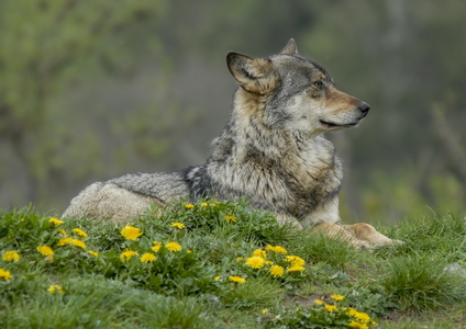 Europæisk grå ulv (Canis lupus)