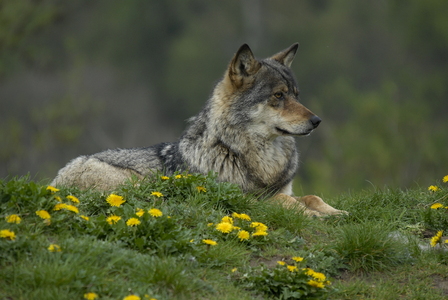 Europæisk grå ulv (Canis lupus)