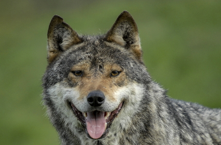 Europæisk grå ulv (Canis lupus)