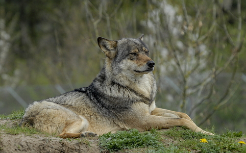 Europæisk grå ulv (Canis lupus)
